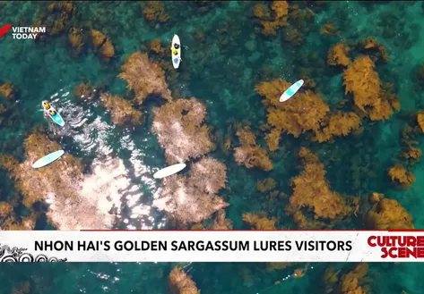 Nhơn Hải’s golden sargassum lures visitors