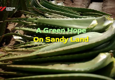 A green hope on sandy land | Vibes of Vietnam
