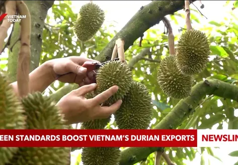 Green standards boost Việt Nam’s durian exports