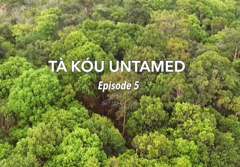 Tà Kou untamed - Ep 5 | Insights