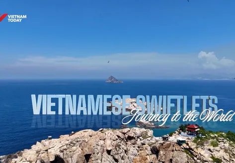 Vietnamese swiftlets: Journey to the world | Local Towards Global