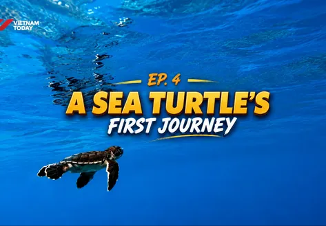 A sea turtle’s first journey | Việt Nam Wild Live
