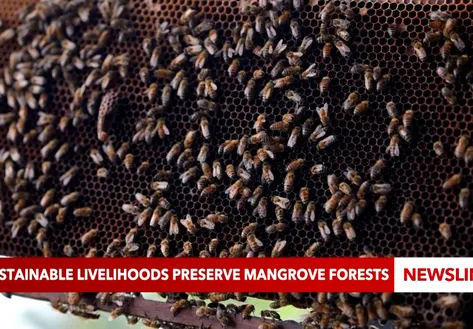 Sustainable livelihoods preserve mangrove forests