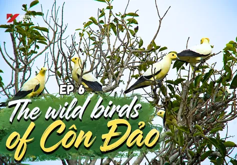 The wild birds of Côn Đảo | Việt Nam Wild Live