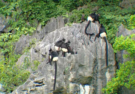 Ninh Bình expands langur habitat