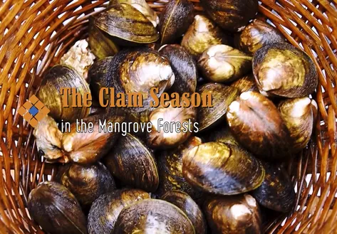 The clam season in the Mangrove Forests | The Rhythms of Vietnam