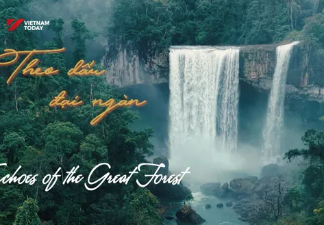 Echoes of the Dipterocarp Forest | Vibes of Vietnam