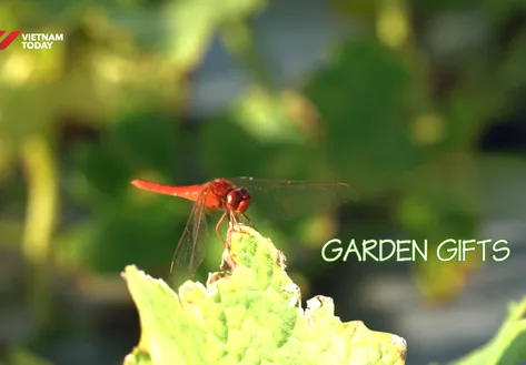 Garden Gifts | Vibes of Vietnam