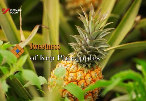 Sweetness of Kép Pineapples | The Rhythms of Vietnam
