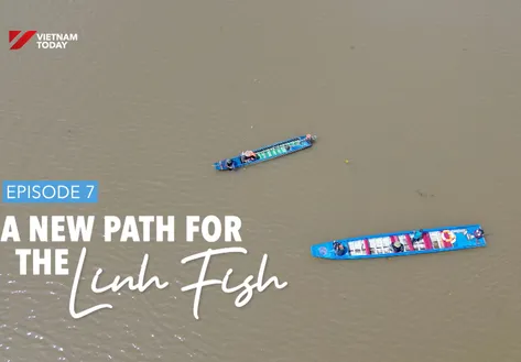 Tracing Linh fish: Ep 7 - A new path for Linh fish | Vibes of Vietnam