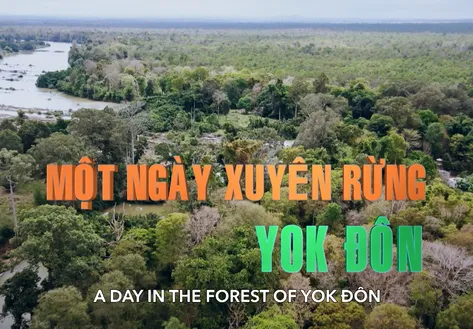 A Day in the Forest of Yok Đôn | Vibes of Vietnam