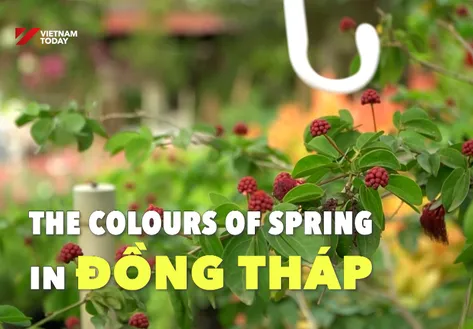 The Colours of Spring in Đồng Tháp | Vibes of Vietnam
