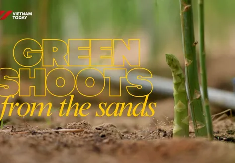 Green shoots from the sands | Local Towards Global