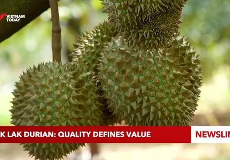 Dak Lak durian: Quality defines value