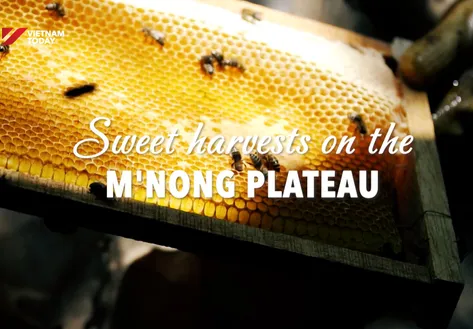 Sweet Harvests on the M'Nong Plateau | Vibes of Vietnam