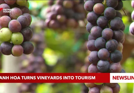 Khanh Hoa turns vineyards into tourism