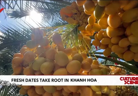 Fresh dates take root in Khanh Hoa