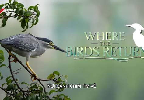 Where the birds return | I-Report