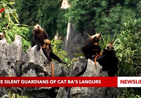The silent guardians of Cat Ba’s langurs