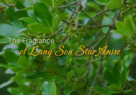 The Fragrance of Lang Son Star Anise | Vibes of Vietnam