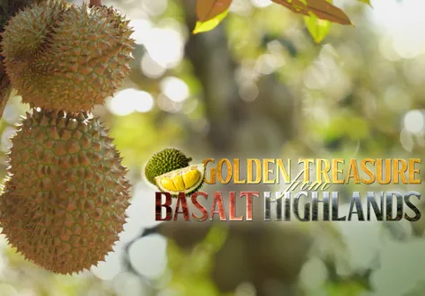 Golden Treasure from Basalt Highlands | Local Towards Global