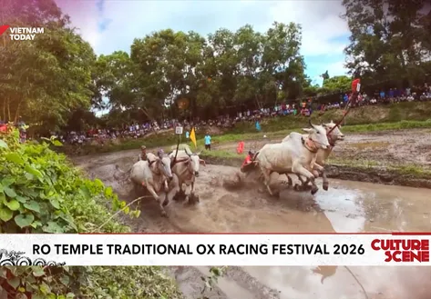 Ro Temple Traditional Ox Racing Festival 2026