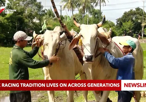 Ox racing tradition lives on across generations