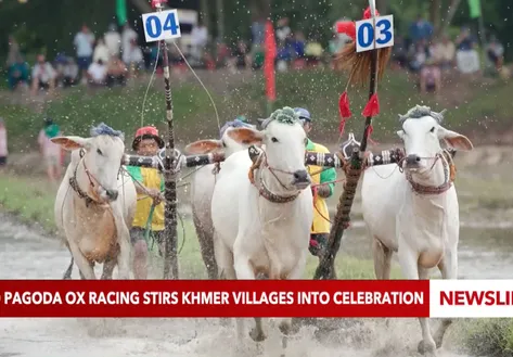Ro Pagoda ox racing stirs Khmer villages into celebration