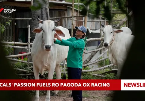 Locals' passion fuels Ro Pagoda Ox Racing