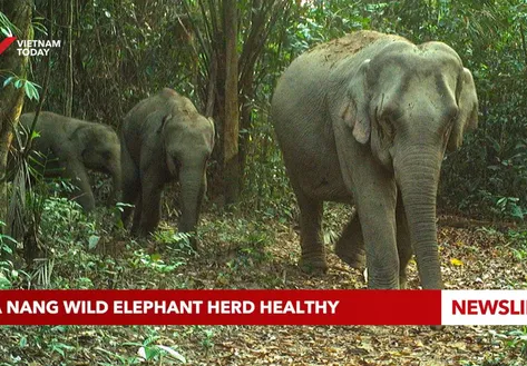 Danang wild elephant herd healthy