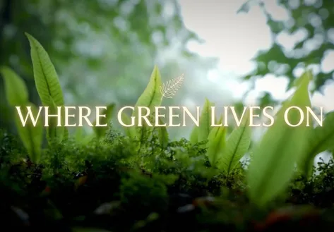 Where green lives on | Vibes of Vietnam