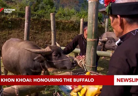 Su Khon Khoai: Honouring the buffalo