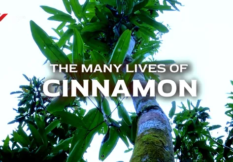 The Many Lives of Cinnamon | Vibes of Vietnam