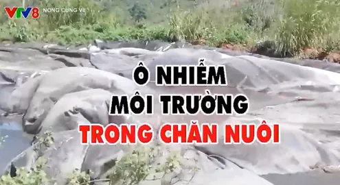 Ô nhiễm môi trường do trang trại chăn nuôi trái phép