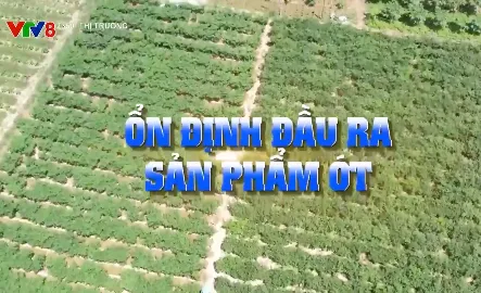 Ổn định đầu ra cho sản phẩm ớt