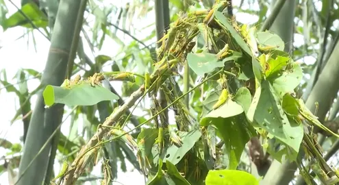 Châu chấu phá hoại nhiều diện tích măng luồng tại Quảng Bình