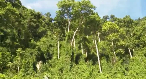 Bảo vệ rừng - Bảo vệ nguồn nước