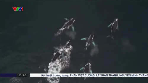 Dùng xương cá voi làm công cụ săn bắn từ 20.000 năm trước
