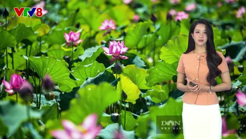 DBTT 15/06/2026: Thời tiết nắng nóng tại khu vực Trung Bộ dự báo sẽ còn tiếp tục kéo dài và duy trì trong nhiều ngày