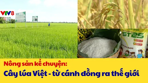 Nông sản kể chuyện: Cây lúa Việt - Từ cánh đồng ra thế giới 