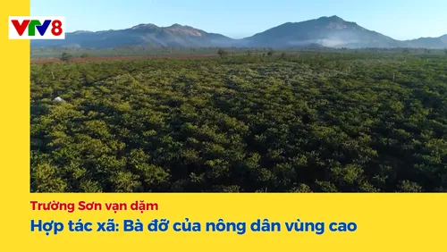 Trường Sơn vạn dặm: Hợp tác xã - Bà đỡ của nông dân vùng cao