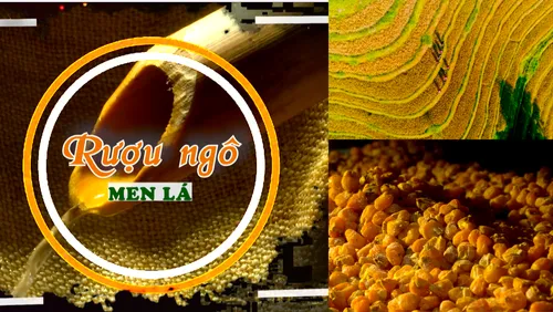 Rượu ngô men lá: "Linh hồn" giữa đại ngàn của đồng bào Mông