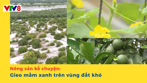 Nông sản kể chuyện: Gieo mầm xanh trên vùng đất khó