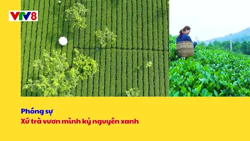 Phóng sự: Xứ trà vươn mình kỷ nguyên xanh