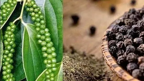 Bản tin nông sản hôm nay (4-6): Giá cà phê tăng trở lại, giá hồ tiêu ổn định