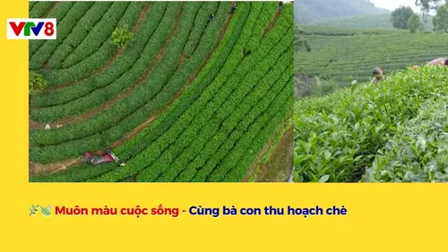 🌿🍃 Muôn màu cuộc sống - Cùng bà con thu hoạch chè 
