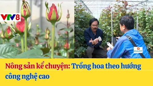 Nông sản kể chuyện: Trồng hoa theo hướng công nghệ cao