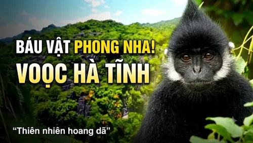 Thiên nhiên hoang dã Phong Nha - Kẻ Bàng - Phần 8 