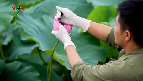 Ký sự: Những người chỉnh sắc cho hoa