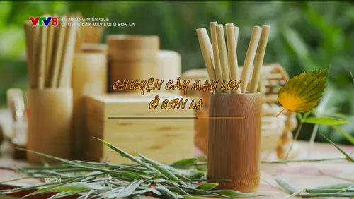 Từ những miền quê_Chuyện cây mạy loi ở Sơn La 